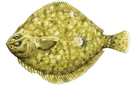 flounder fish|Flounder .